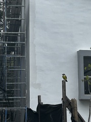 Pitangus sulphuratus