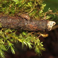 Plectrura spinicauda