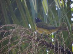 Carpornis melanocephala