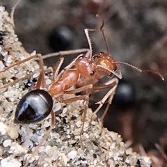Endiodioctes
