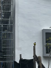 Pitangus sulphuratus