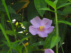 Melastoma septemnervium