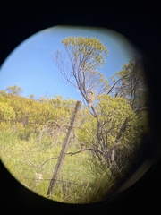 Colaptes campestris campestroides