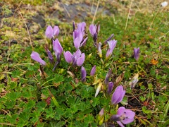 Gentianella cerastioides