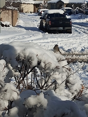 Zonotrichia leucophrys