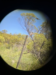 Colaptes campestris campestroides