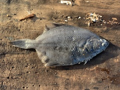 Platichthys stellatus