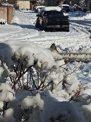 Zonotrichia leucophrys