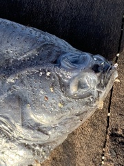 Platichthys stellatus