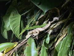 Bothriechis schlegelii