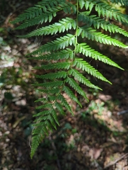 Calochlaena dubia