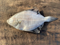 Platichthys stellatus