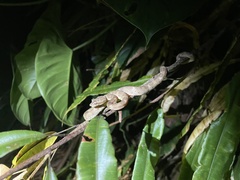 Bothriechis schlegelii