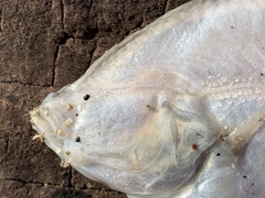 Platichthys stellatus