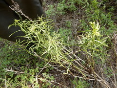Baccharis texana