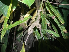 Bothriechis schlegelii