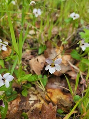 Viola ocellata