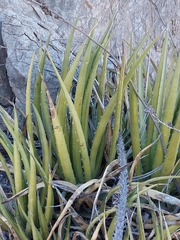 Agave lechuguilla