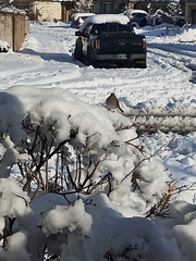 Zonotrichia leucophrys