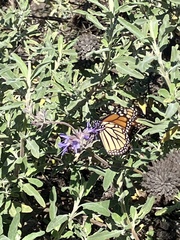 Danaus plexippus