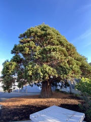 Sequoioideae