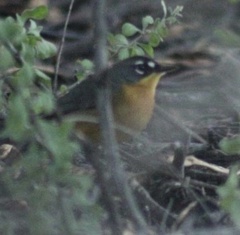 Basileuterus lachrymosus