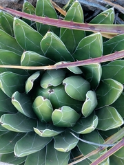 Agave victoriae-reginae