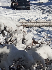 Zonotrichia leucophrys