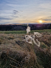 Stipa pennata