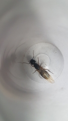 Camponotus renggeri