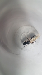 Camponotus renggeri