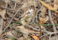 Pteridium esculentum