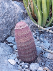 Echinocereus pectinatus pectinatus