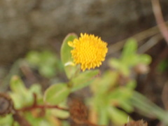 Pulicaria paludosa