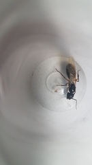 Camponotus renggeri
