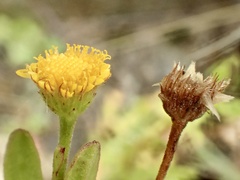 Pulicaria paludosa