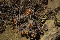 Austrocactus coxii