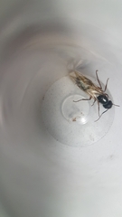 Camponotus renggeri