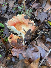 Russula sanguinea
