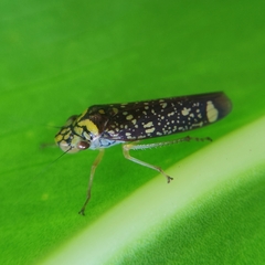 Aulacizes conspersa