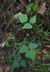 Rhynchosia acuminatissima