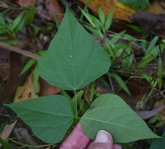 Rhynchosia acuminatissima