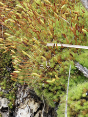 Leptostomum macrocarpum