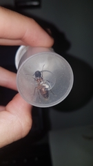 Camponotus renggeri