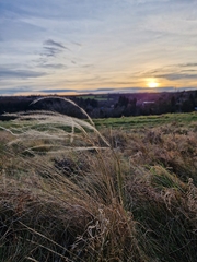 Stipa pennata