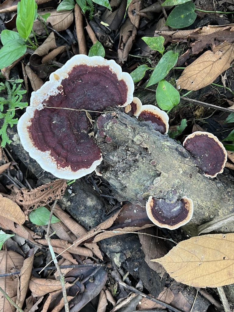Earliella scabrosa · December 2022 · photo: © bealeiderman (iNaturalist, cc-by)