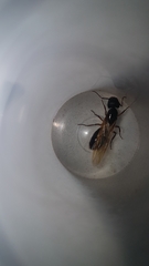 Camponotus renggeri
