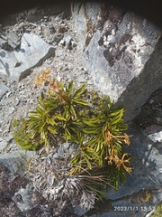 Aciphylla monroi
