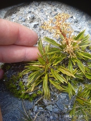 Aciphylla monroi