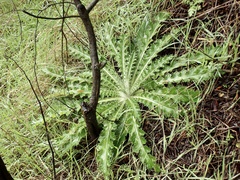 Cirsium occidentale
